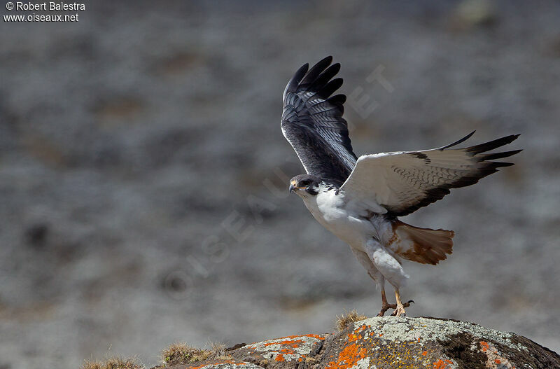 Augur Buzzard