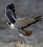 Augur Buzzard