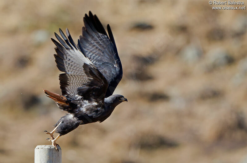 Augur Buzzard