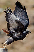 Augur Buzzard