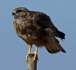Buse des steppes