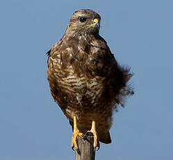 Buse des steppes