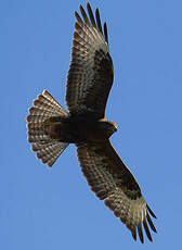Buse des steppes
