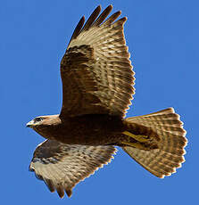 Buse des steppes