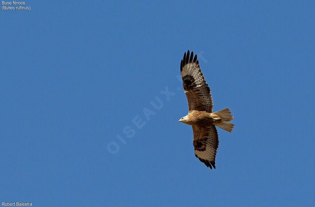 Long-legged Buzzard