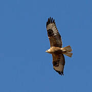 Long-legged Buzzard