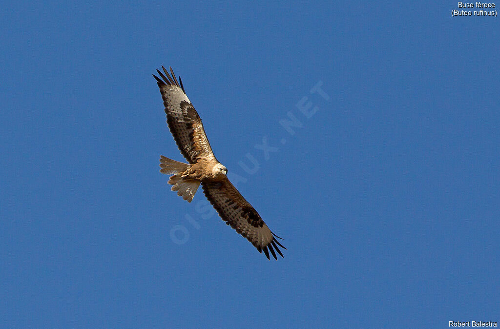 Long-legged Buzzard