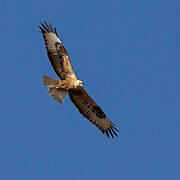 Long-legged Buzzard