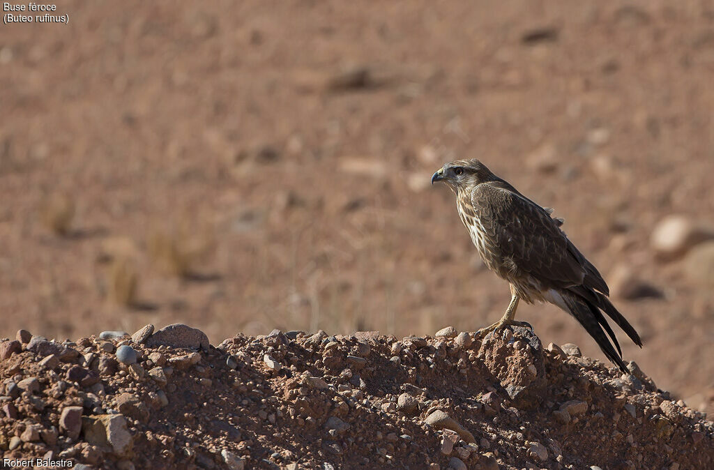 Long-legged Buzzard