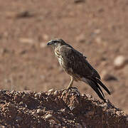 Long-legged Buzzard