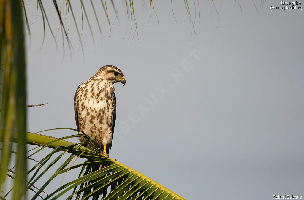 Buse griseimmature