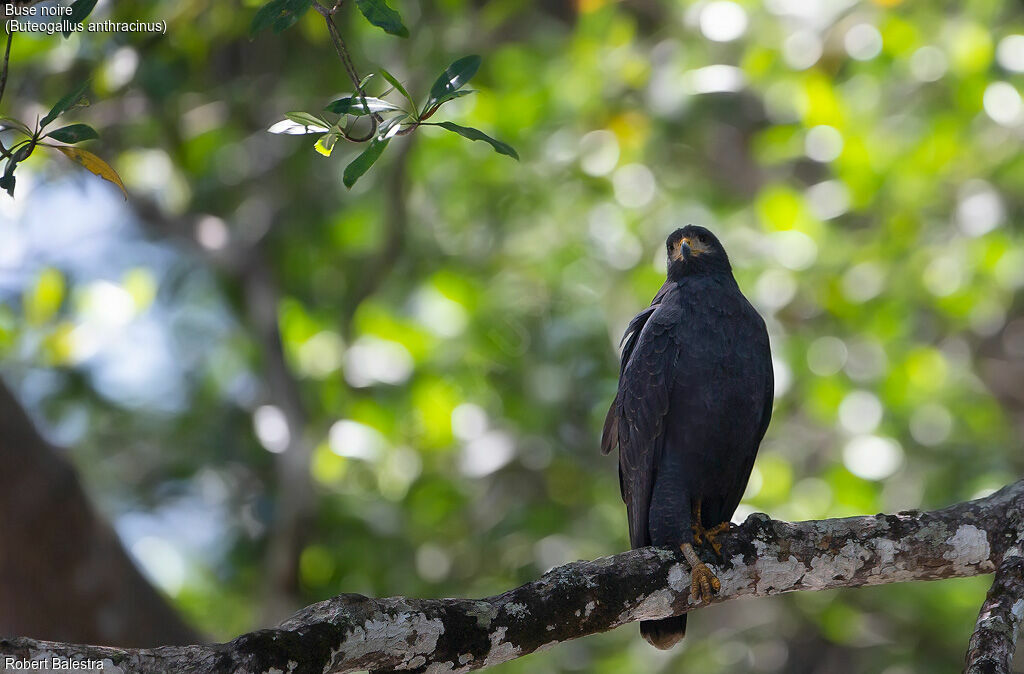 Common Black Hawk