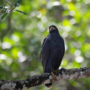 Common Black Hawk