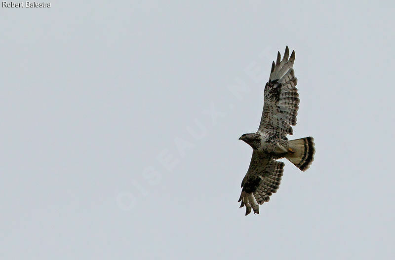 Rough-legged Buzzard