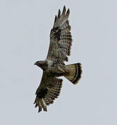 Rough-legged Buzzard