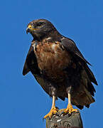 Jackal Buzzard