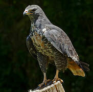 Jackal Buzzard