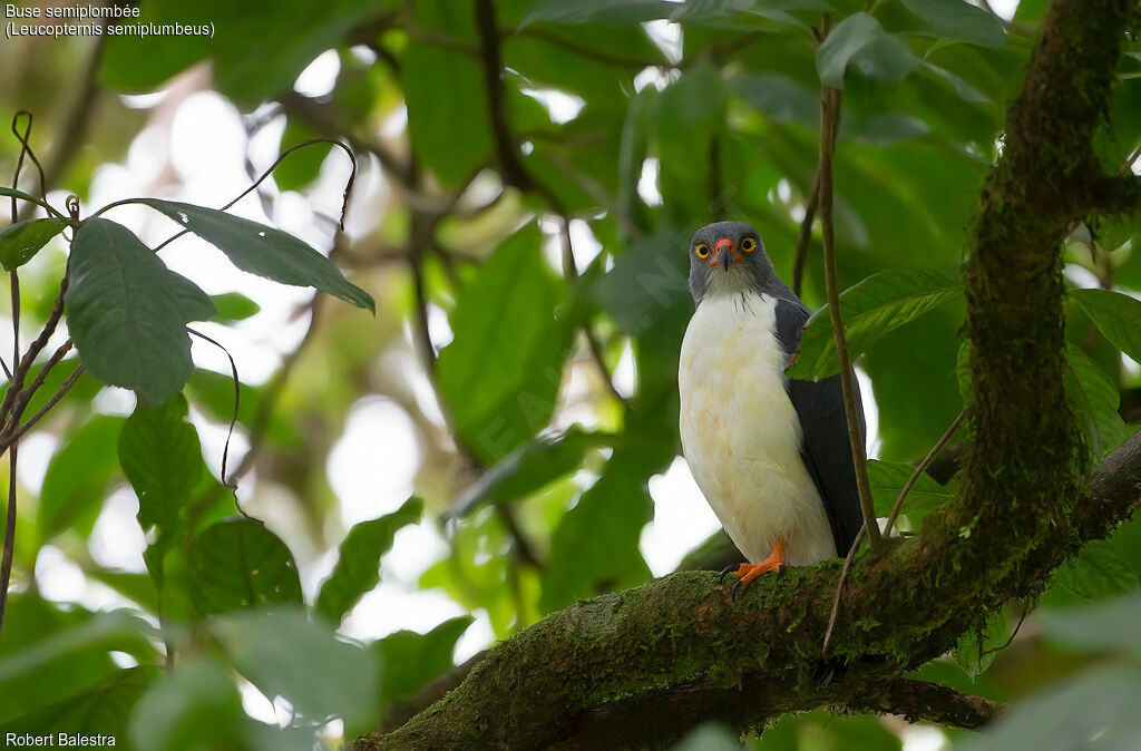 Semiplumbeous Hawk