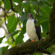 Semiplumbeous Hawk