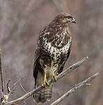 Buse variable