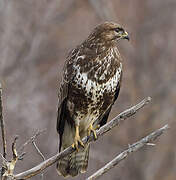 Common Buzzard