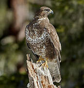 Common Buzzard