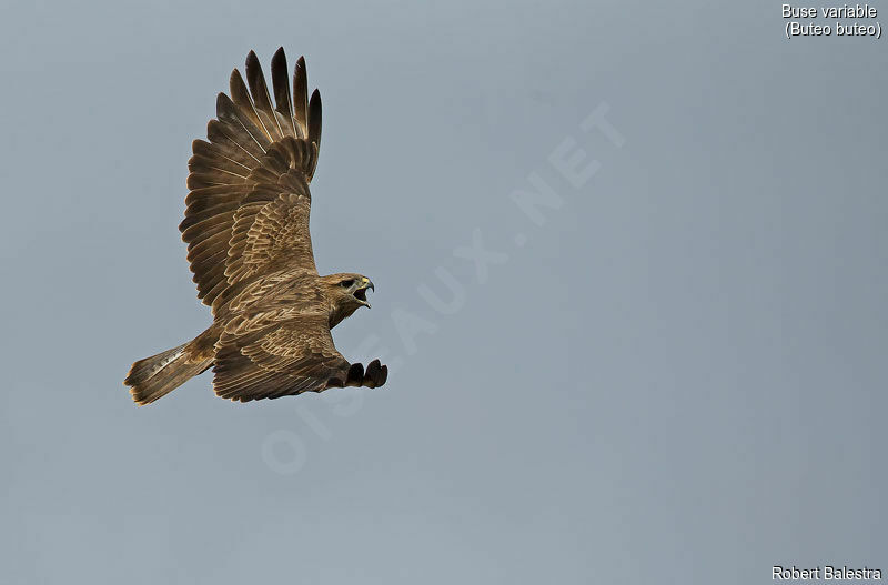 Common Buzzard