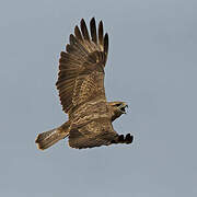 Common Buzzard