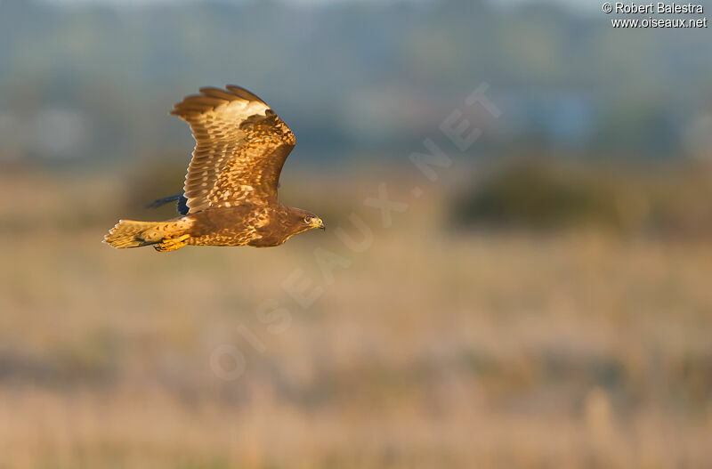 Buse variable