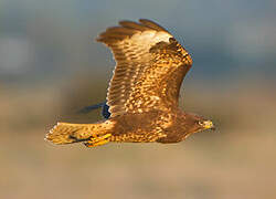 Common Buzzard