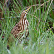 American Bittern