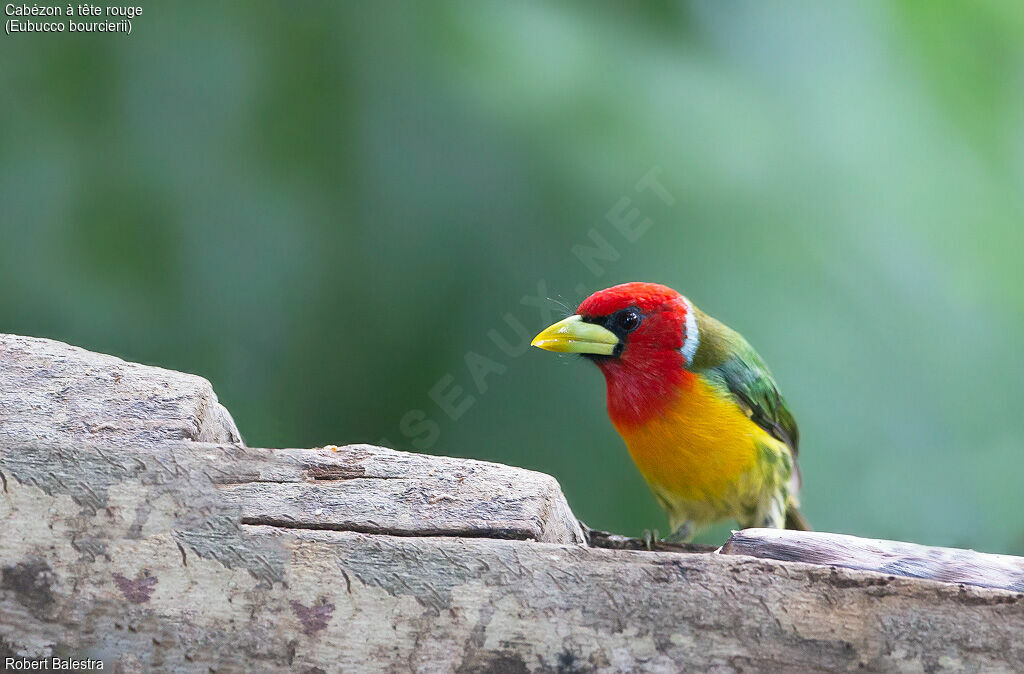 Red-headed Barbet female