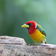 Red-headed Barbet