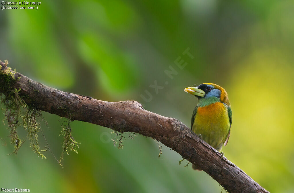 Red-headed Barbet female