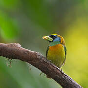 Red-headed Barbet