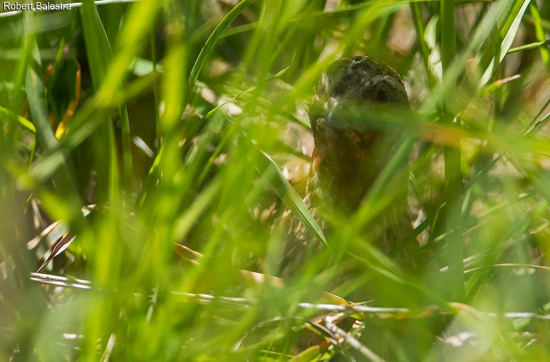 Common Quail