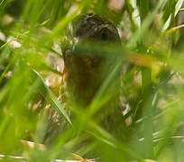 Common Quail