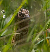 Common Quail