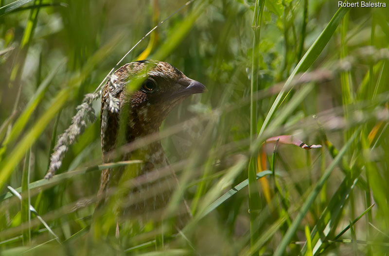 Common Quail