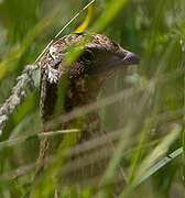 Common Quail