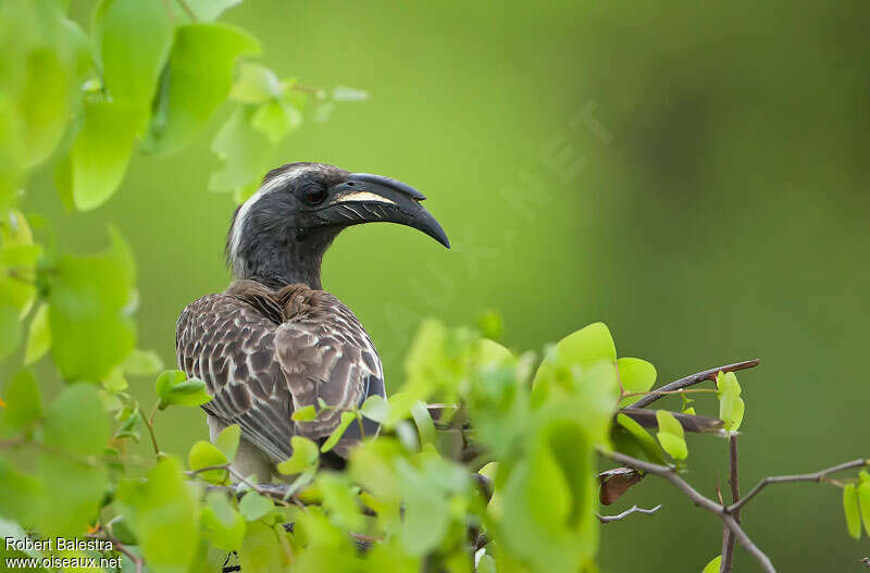 African Grey Hornbill male adult, habitat, pigmentation