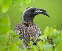 African Grey Hornbill