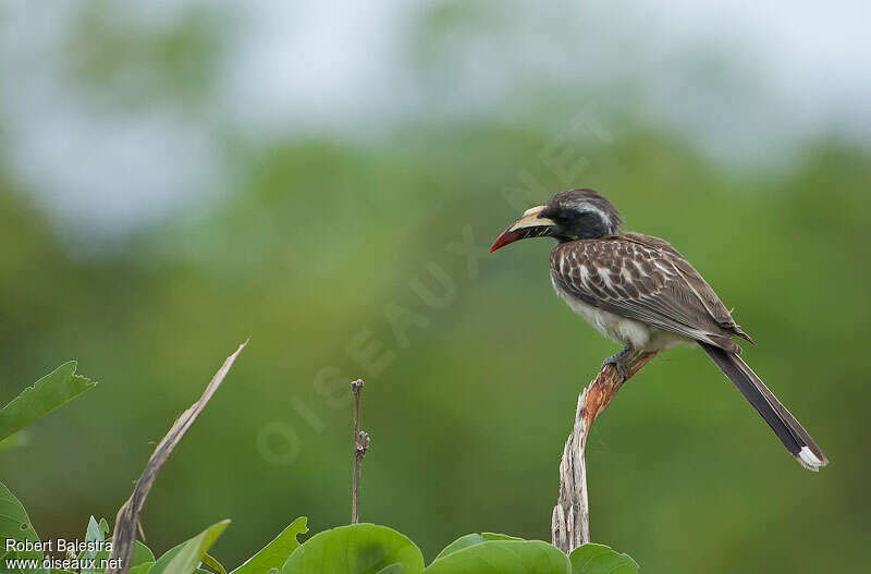 African Grey Hornbill female adult, identification