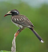 African Grey Hornbill