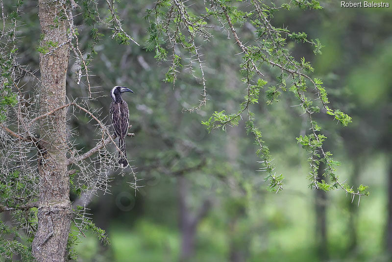 African Grey Hornbill