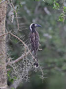 African Grey Hornbill