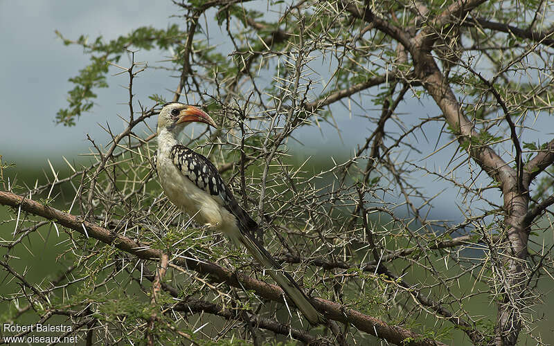 Northern Red-billed Hornbill female, habitat