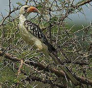 Northern Red-billed Hornbill