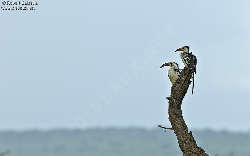 Northern Red-billed Hornbill 