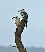 Northern Red-billed Hornbill